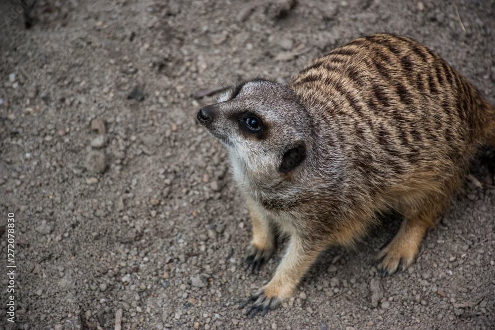 Meerkat collection image two Meerkat collection image two