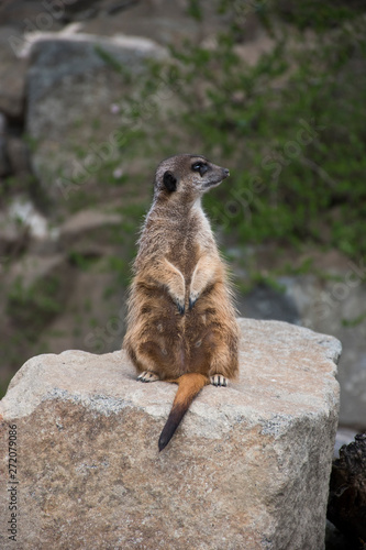 Meerkat collection image ten