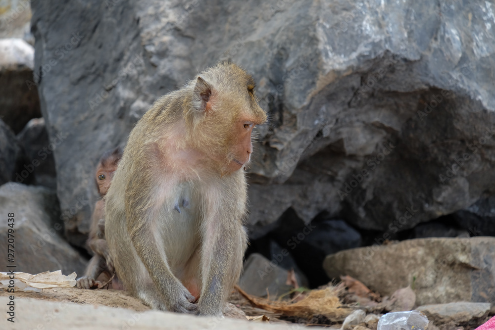 Cute monkey lives in a natural forest of chainat,Thailand.	