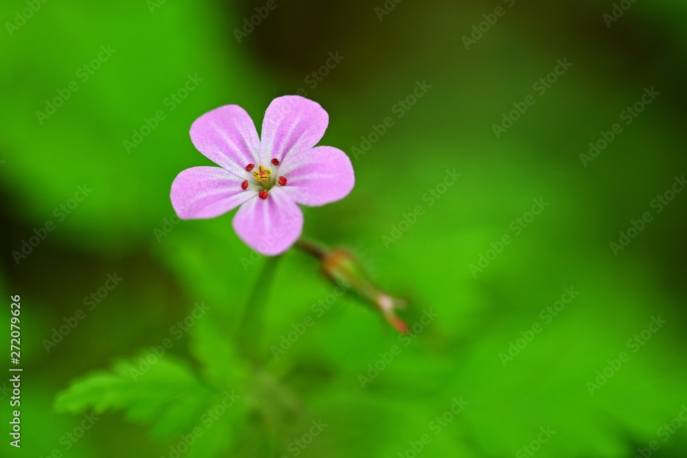 Beautiful color shot of violet small flower in grass. Close-up view in nature. Beautiful color shot of violet small flower in grass. Close-up view in nature.