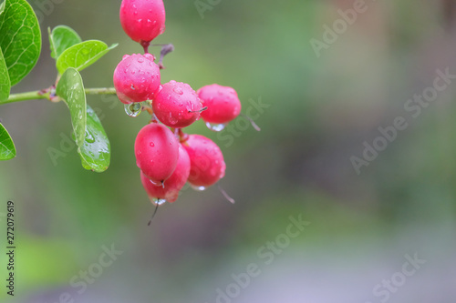 Drop of water at the Bengal Currant fruits or Christ's Thorn fruits