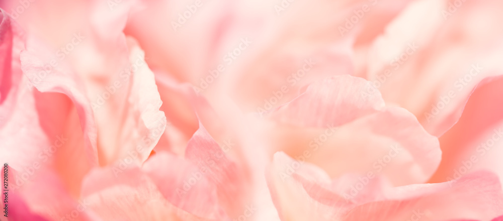 Closeup image of pastel pink flower, floral background, abstract summer concept walpaper