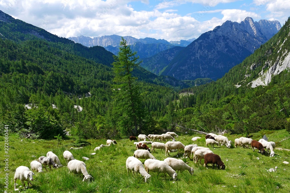 Schafe auf Weide in den Bergen