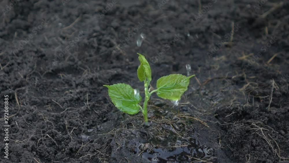 Farmer's hand watering the seedling plant, slow motion. Farmer's hand watering the seedling plant, slow motion.