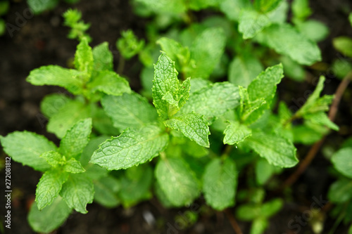 Lush green leaves of peppermint in a beer garden.