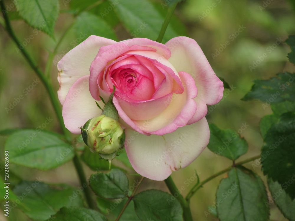 Fototapeta premium Rose