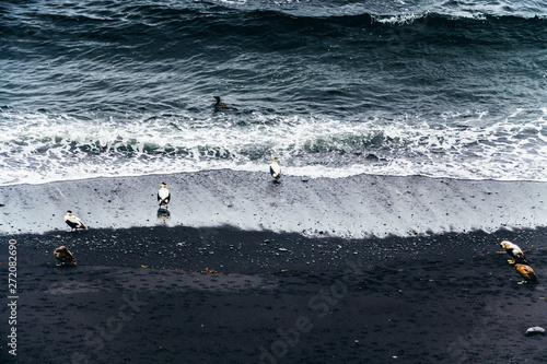 Ducks swimming in black sand beach, Iceland