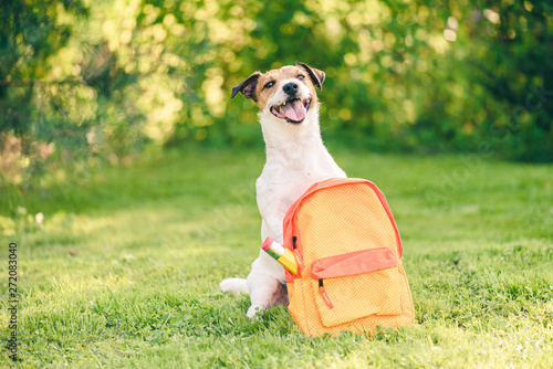 Obraz na płótnie Welcome back to school concept with dog and backpack full of stationery