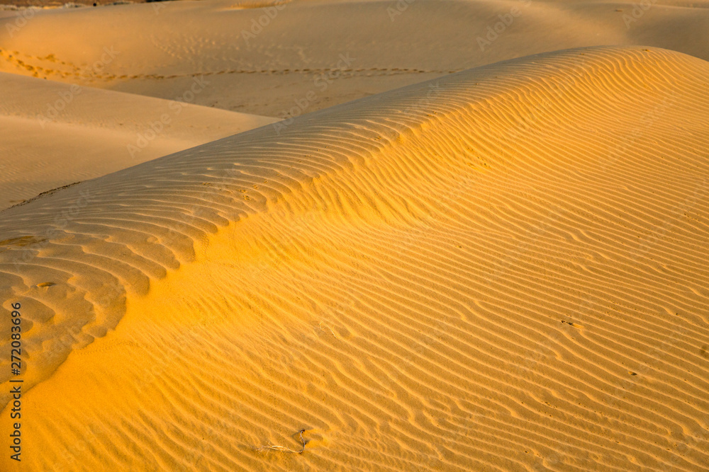 Naklejka premium Traces of beetles in the desert