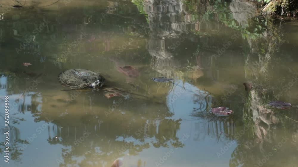 turtle in a pond, aquatic tortoise in the water turtle in a pond, aquatic tortoise in the water