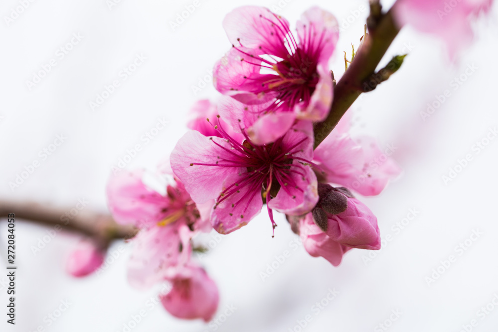 blooming peach trees in spring blooming peach trees in spring