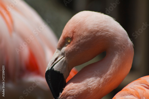 Beautiful Pink Flamingo Preens neck feathers 