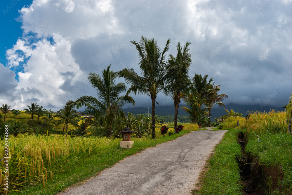 Dirt road in rice terraces. Rice Terraces Landscape. Dirt road in rice terraces. Rice Terraces Landscape.