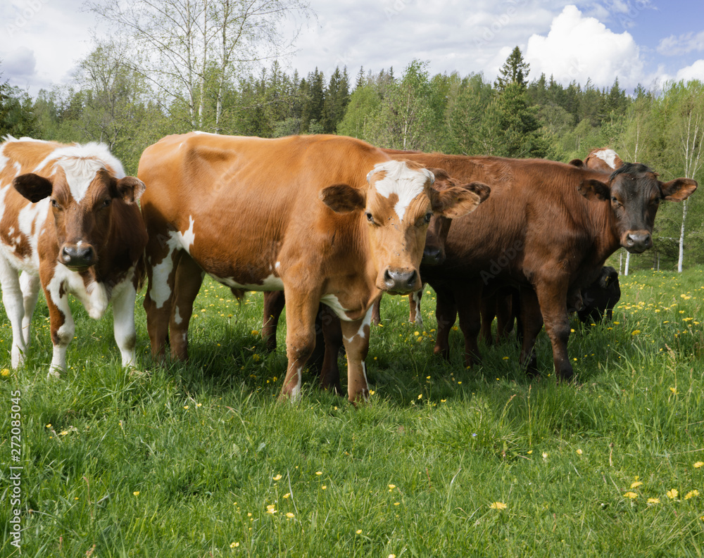 Brown cows in a field