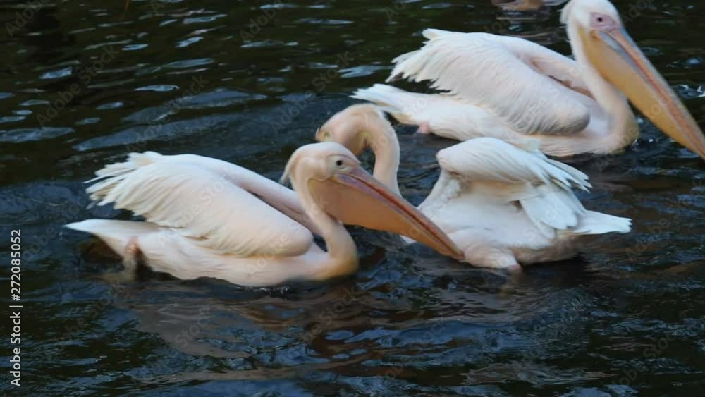 Dalmatian pelican floating on water (Pelecanus crispus) Dalmatian pelican floating on water (Pelecanus crispus)