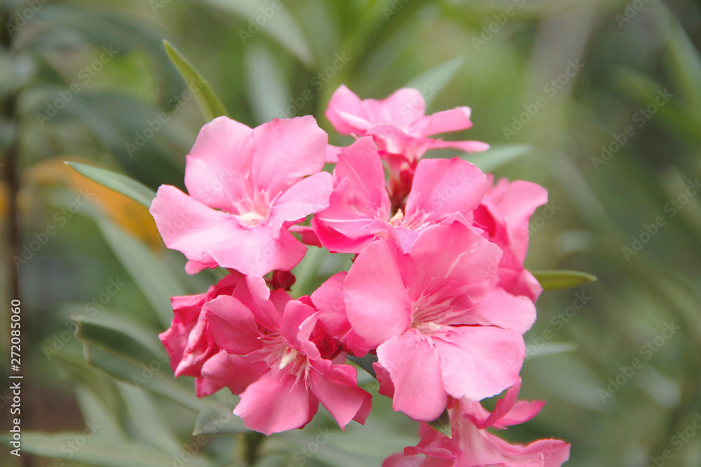 Beautiful of Oleander flower with blur background. Beautiful of Oleander flower with blur background.