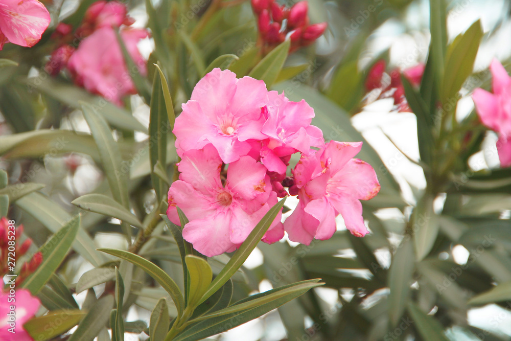 Beautiful of Oleander flower with blur background. Beautiful of Oleander flower with blur background.