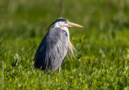 Gray Heron photo