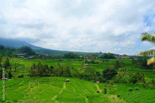 Countryside of Bali filled with Rice Terraces and palm trees, Jatiluwih , Indonesia