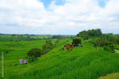 Countryside of Bali filled with Rice Terraces and palm trees, Jatiluwih , Indonesia