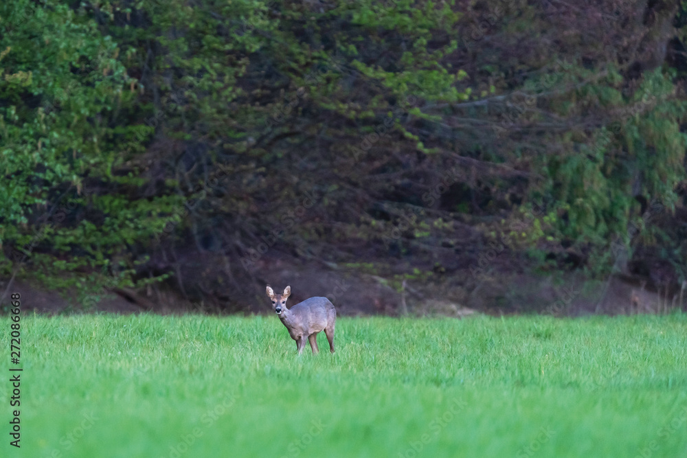 Roe deer doe in forest meadow at dawn in spring. Roe deer doe in forest meadow at dawn in spring.