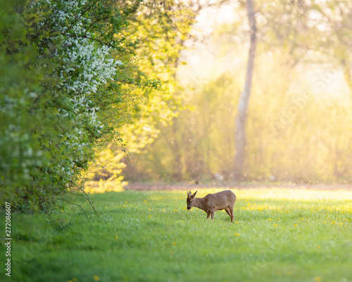 Roebuck near forest edge on sunny evening in spring. © ysbrandcosijn