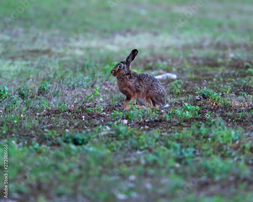 Hare sitting in field at dawn. © ysbrandcosijn