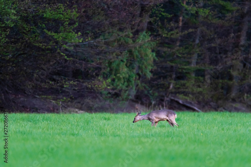 Roe deer doe in forest meadow at dawn in spring. © ysbrandcosijn