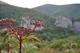 unknown berries against the backdrop of a beautiful mountain landscape