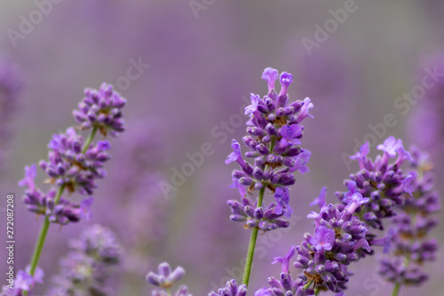Prächtig violette Lavendelblüten heißen den Sommer willkommen
