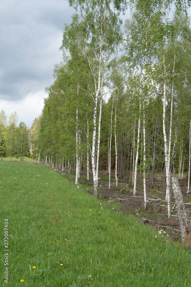Obraz premium Birch 