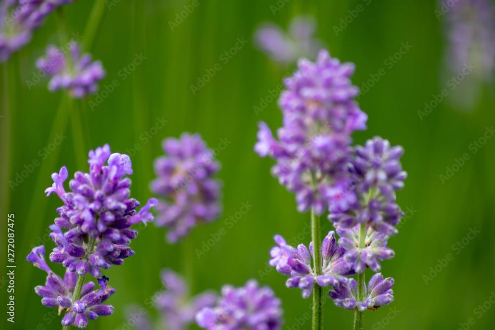 Prächtig violette Lavendelblüten heißen den Sommer willkommen Prächtig violette Lavendelblüten heißen den Sommer willkommen
