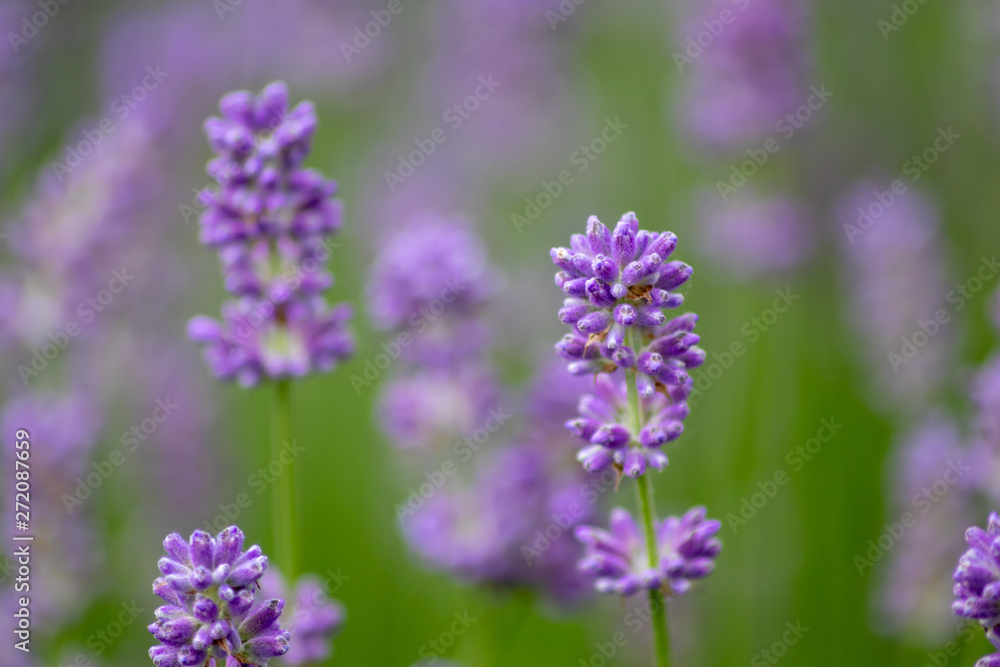 Prächtig violette Lavendelblüten heißen den Sommer willkommen Prächtig violette Lavendelblüten heißen den Sommer willkommen