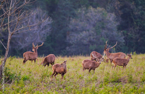 Family Sunset Deer at Thung Kramang Chaiyaphum Province, Thailand photo