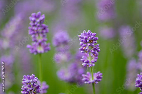 Pr  chtig violette Lavendelbl  ten hei  en den Sommer willkommen