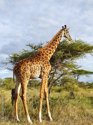 Giraffe in Tansania