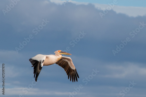 Rosapelikan im Flug
