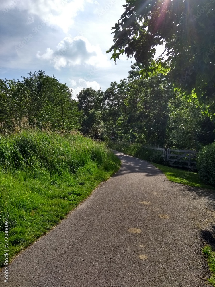 road in the forest