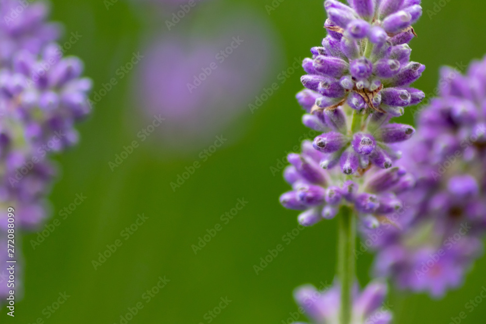Prächtig violette Lavendelblüten heißen den Sommer willkommen Prächtig violette Lavendelblüten heißen den Sommer willkommen