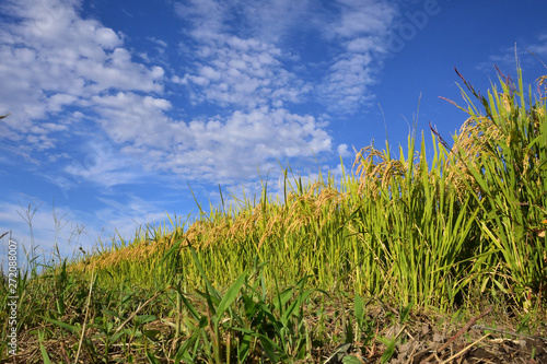 Rice filed, the harvest season