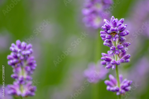 Pr  chtig violette Lavendelbl  ten hei  en den Sommer willkommen