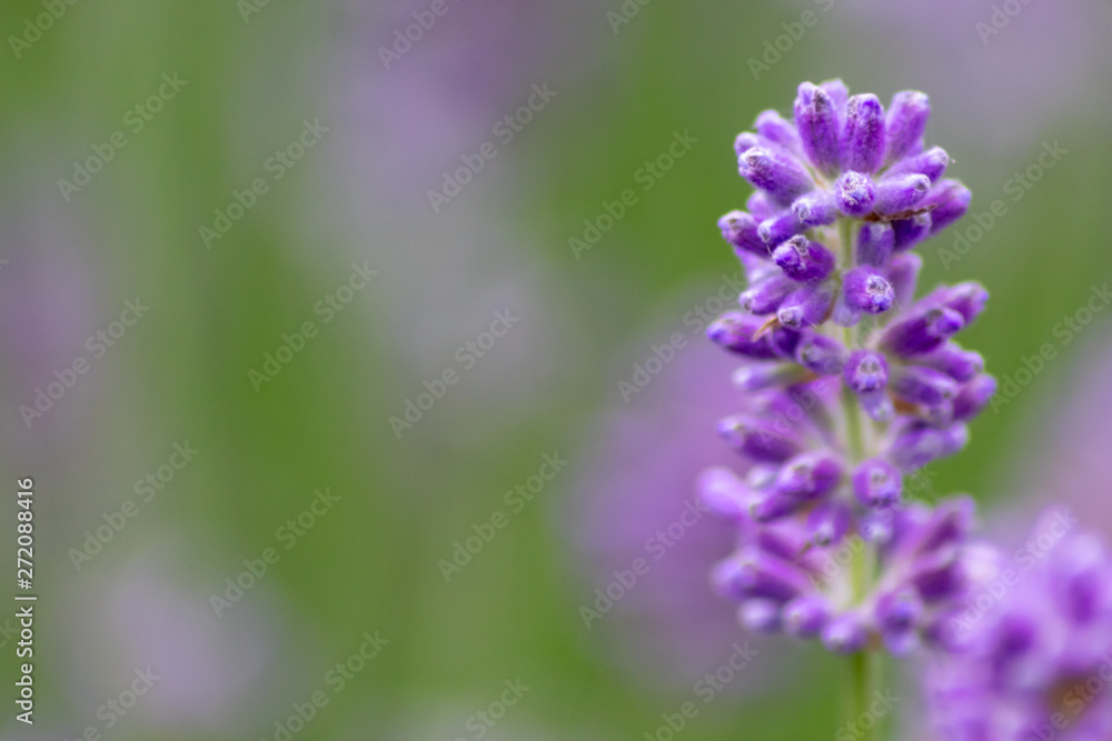 Prächtig violette Lavendelblüten heißen den Sommer willkommen Prächtig violette Lavendelblüten heißen den Sommer willkommen
