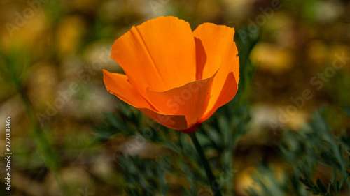 Californischer Mohn