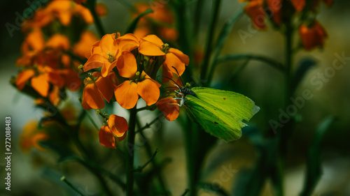 Schmetterling an oranger Blume