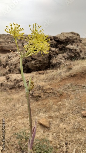 yellow flower and rocks