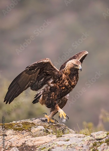 Golden eagle walking around 