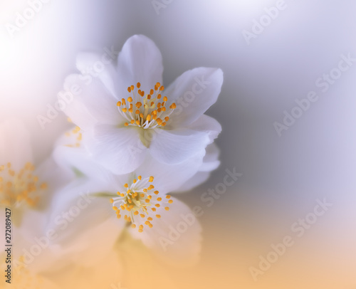 Beautiful Nature Background.Colorful Artistic Wallpaper.Natural Macro Photography.Beauty in Nature.Creative Floral Art.Wedding Invitation.Copy Space.Jasmine Flowers.Pure,clean,white.Orange Color.