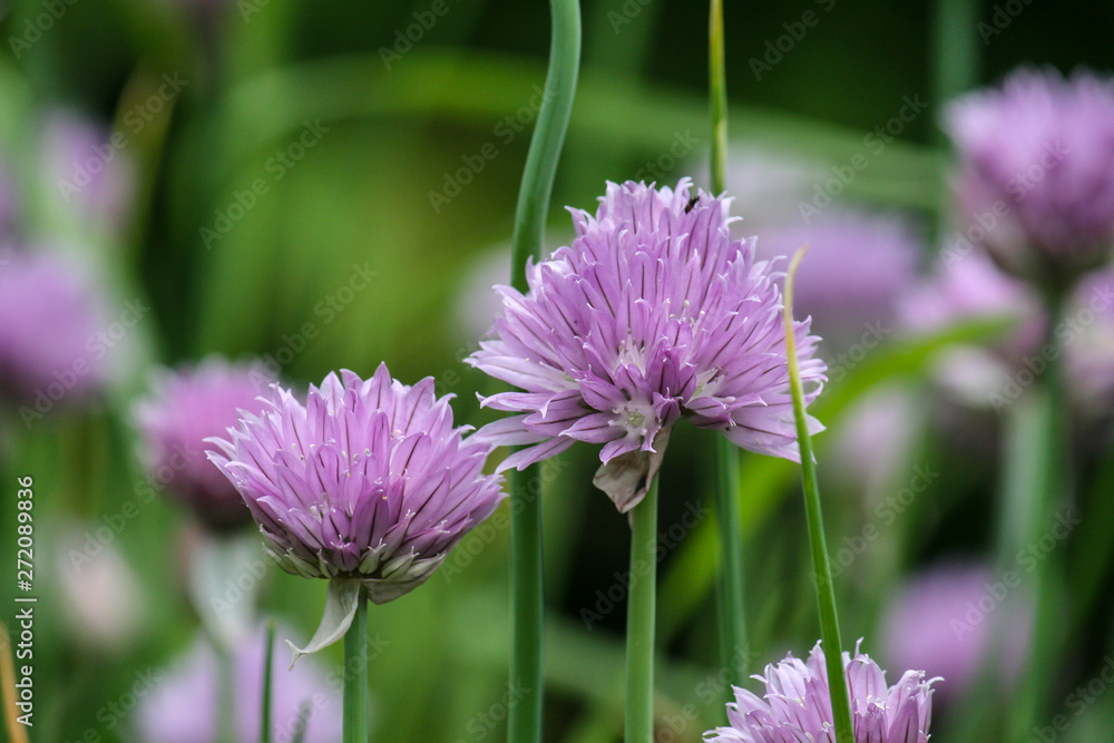 Fototapeta premium chive blossoms with green background and shadows