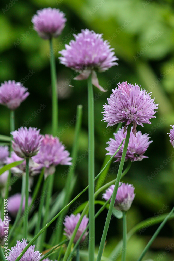chive blossoms with green background and shadows chive blossoms with green background and shadows