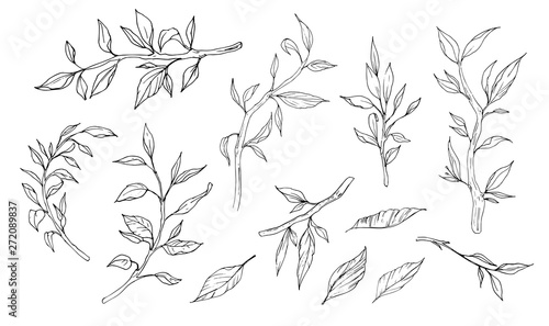 Sketch of branches. Hand drawn decorative elements. Vector illustration